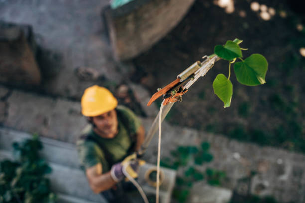 How Our Tree Care Process Works  in  Fleming Island, FL